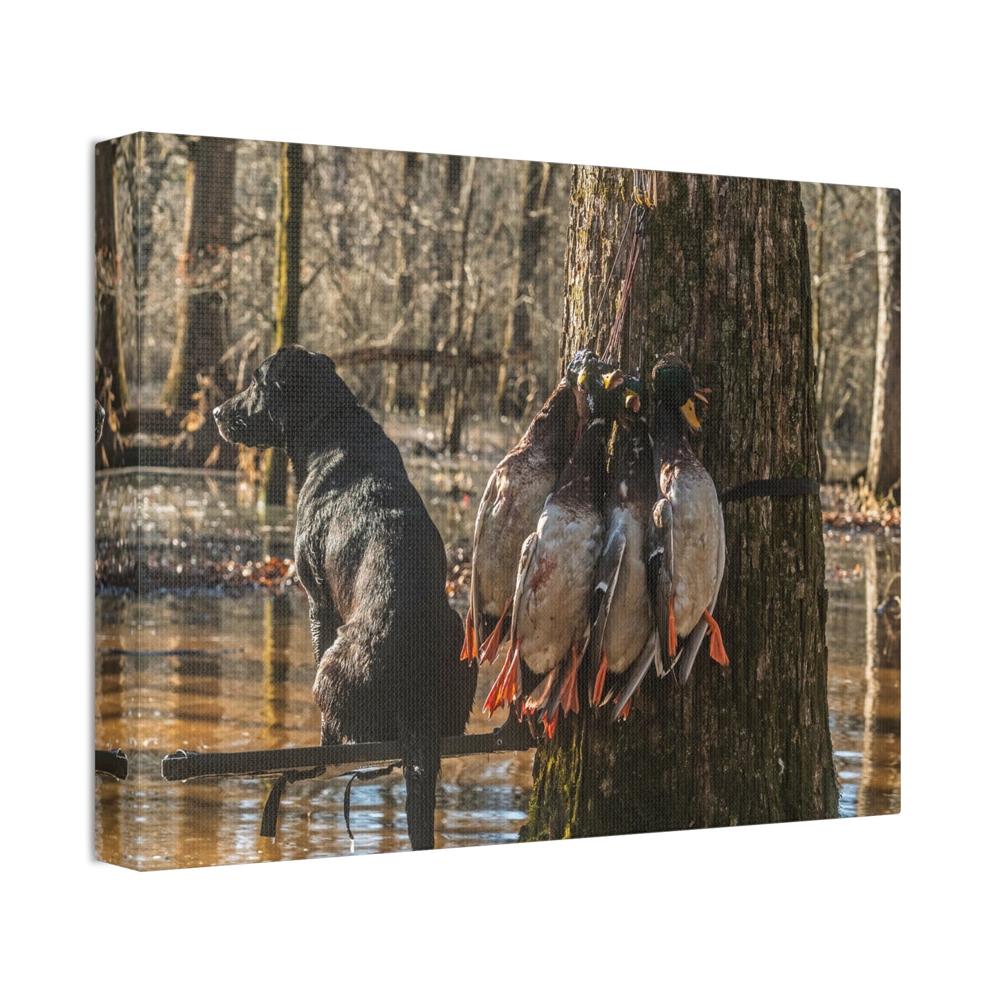Black Dogs and Mallard Ducks Canvas