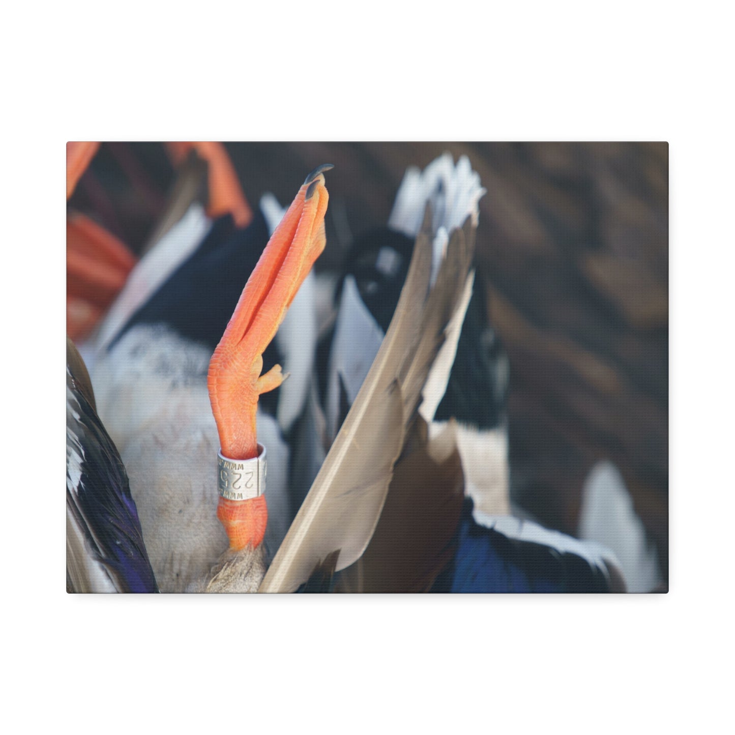 Mallard Band