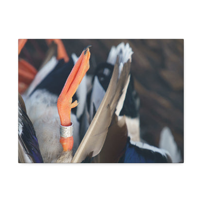 Mallard Band