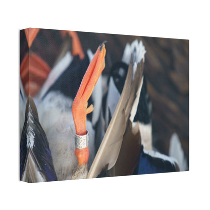 Mallard Band