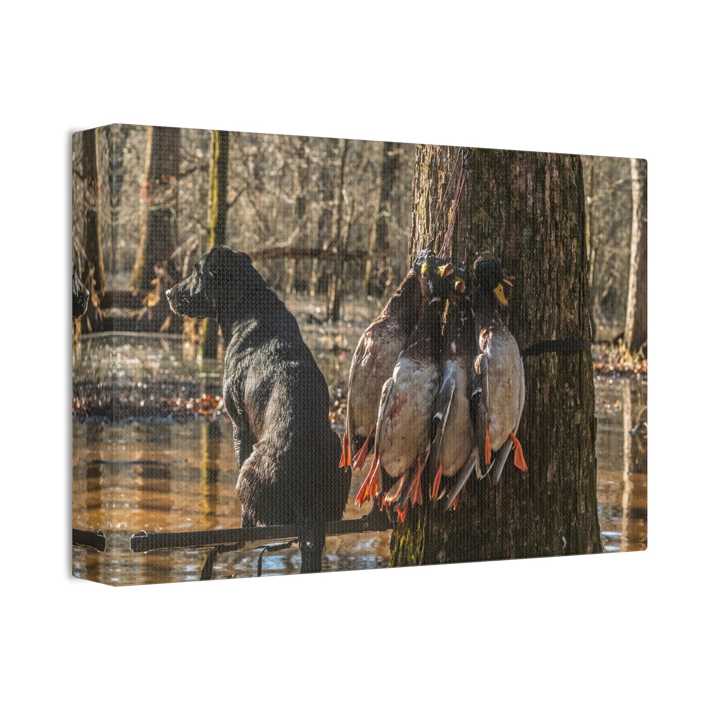 Black Dogs and Mallard Ducks Canvas
