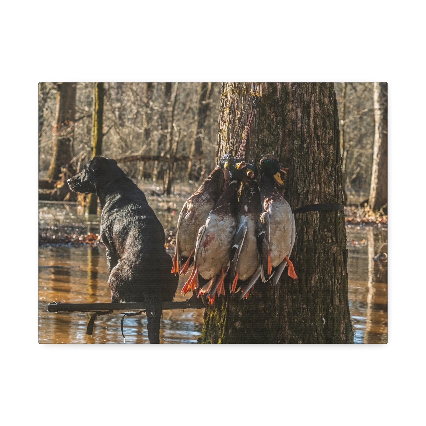 Black Dogs and Mallard Ducks Canvas